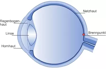 Das normalsichtige Auge