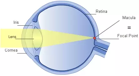 Normal eye